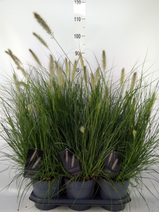 <h4>Pennisetum alopec. 'Hameln'</h4>