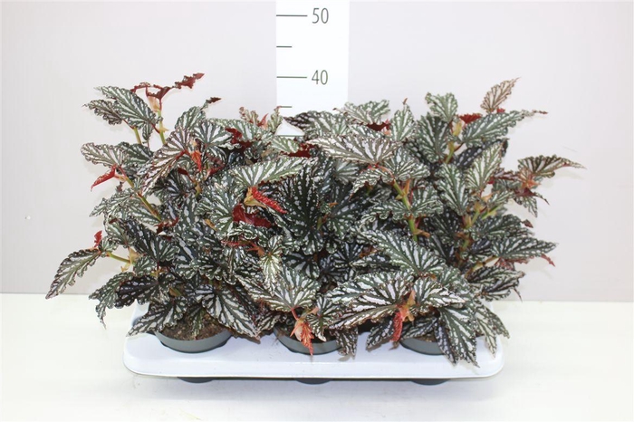 <h4>Begonia Maculata Spotlight Dark</h4>