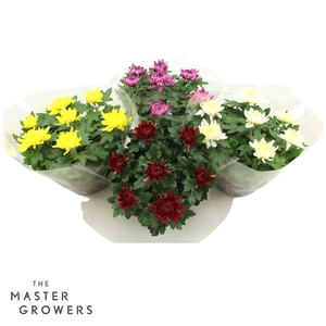 Deco Chrysant Cosmo 7pp Mix tray/CC Schaal 23cm 7pp