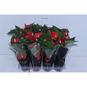 ANTHURIUM MICRA P07 VERMELHO