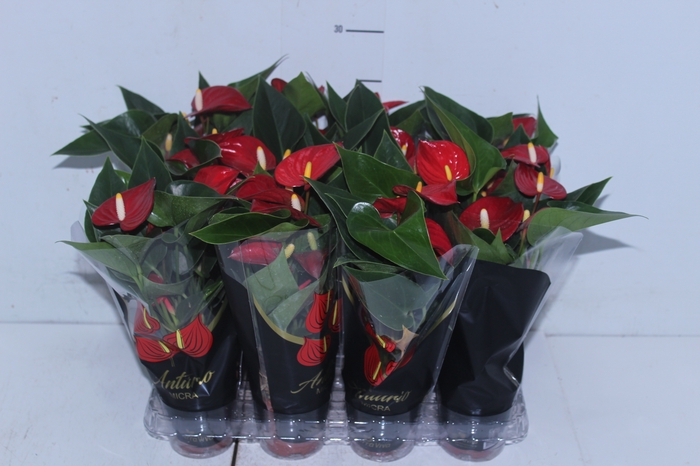 ANTHURIUM MICRA P07 VERMELHO