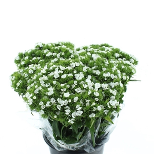 Di Barb Ball White Super