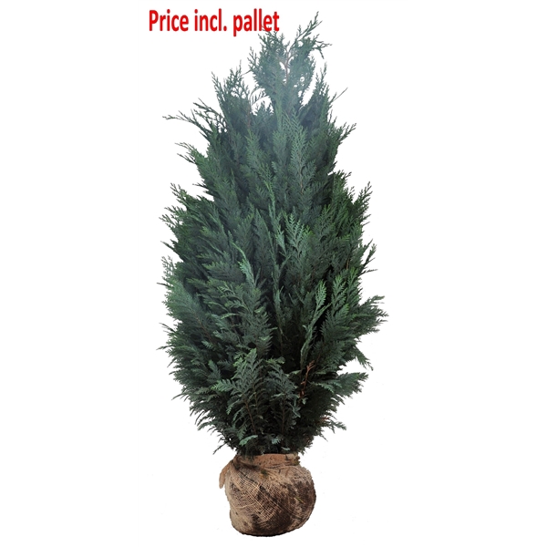 <h4>Chamaecyparis law. Columnaris, plantmaat 140-160 cm - Rondgestoken - KLUIT</h4>