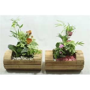 5605 BOOMSTAM INDOOR WIT