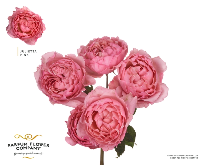 <h4>Rosa Spray Garden Julietta Pink</h4>