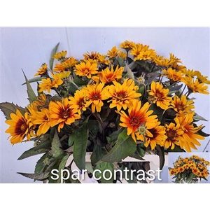 HELIOP SPAR CONTRAST
