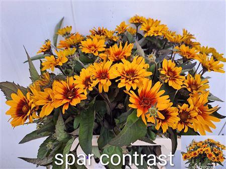 <h4>HELIOP SPAR CONTRAST</h4>