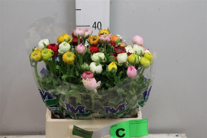 <h4>Ran Gem In Bos</h4>