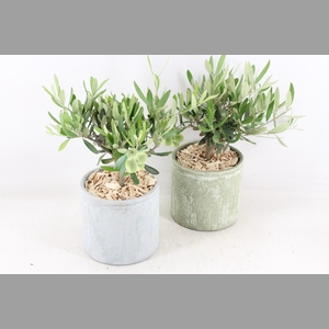arr3 SN - Ker. pot olijf green/grey