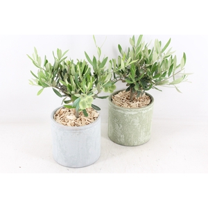 arr3 SN - Ker. pot olijf green/grey