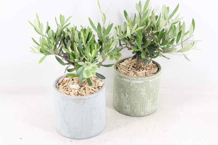 <h4>arr3 SN - Ker. pot olijf green/grey</h4>