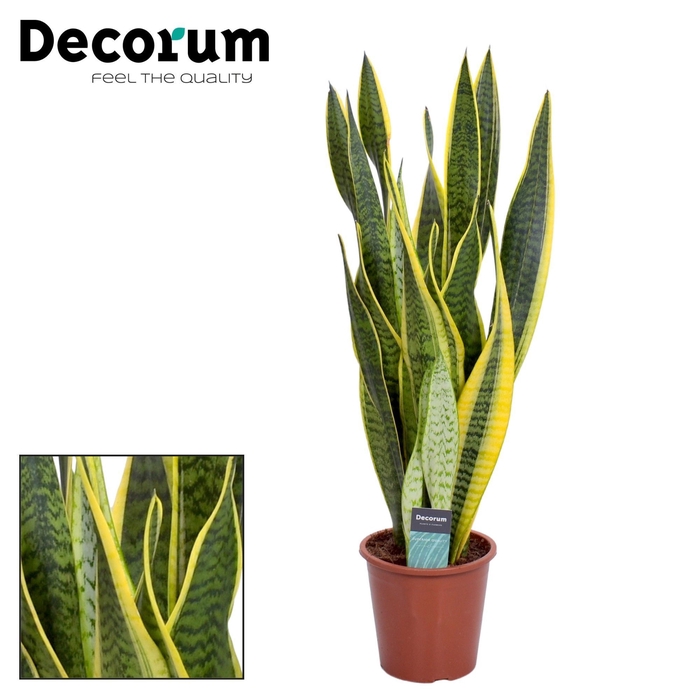 <h4>Sansevieria Laurentii (Decorum)</h4>