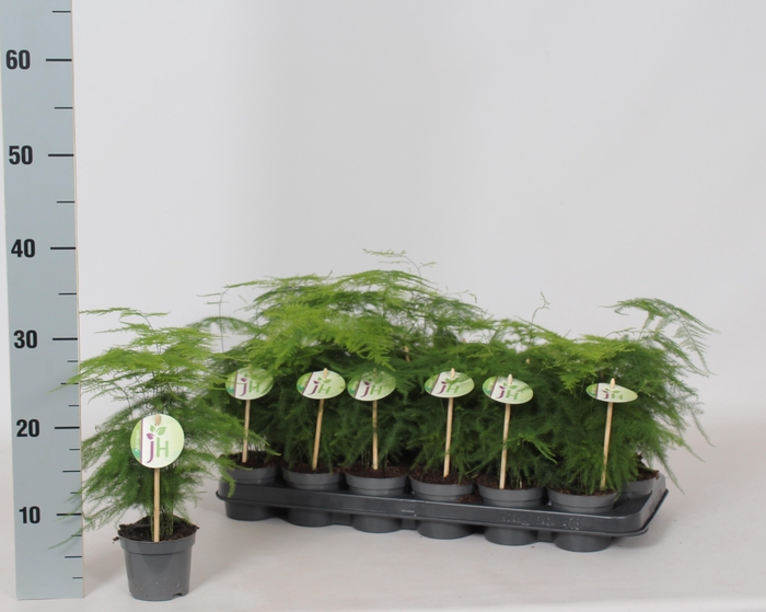 <h4>ASPAR SETACEUS</h4>