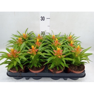 Guzmania  'Theresa'
