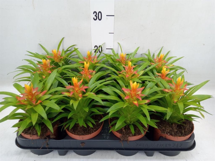 <h4>Guzmania  'Theresa'</h4>
