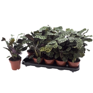 CTENANTHE BURLE-MARX