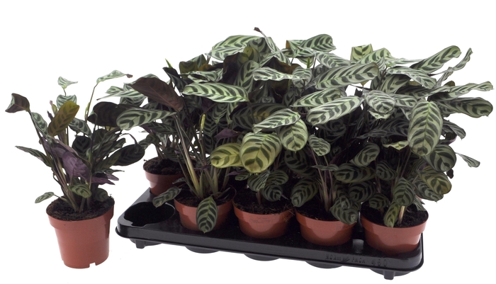 <h4>CTENANTHE BURLE-MARX</h4>