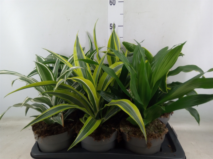 <h4>Dracaena frag.   ...mix 3</h4>