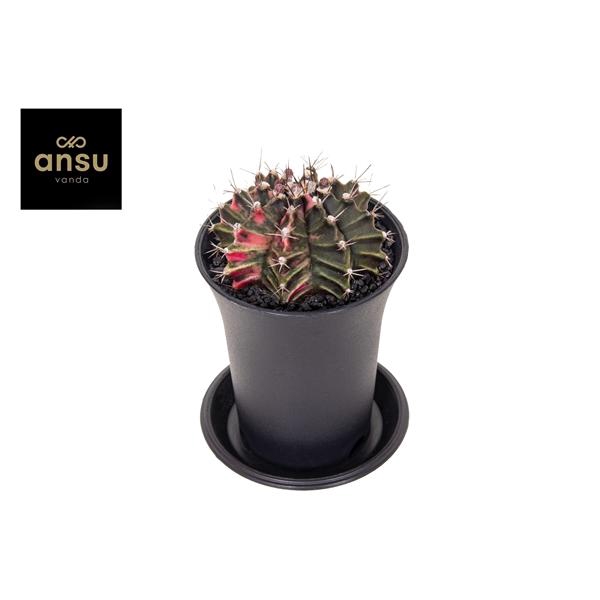 Gymno Cactus 'Variegated'