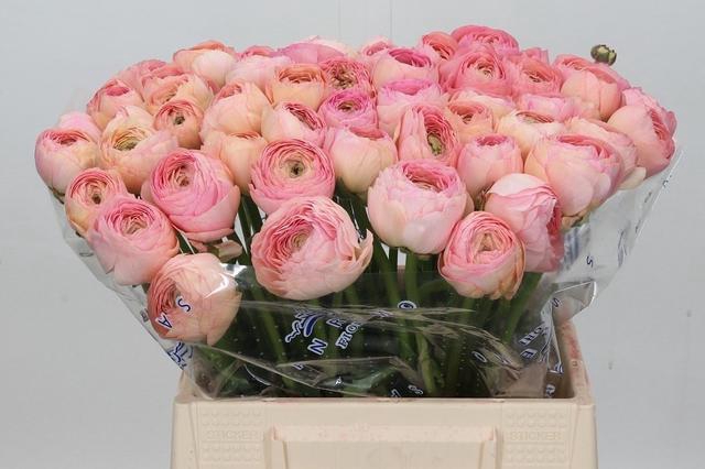 <h4>Ranunculus Clooney Venere Extra</h4>