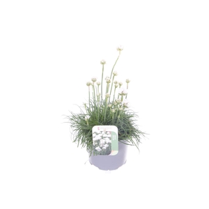 Armeria maritima Alba