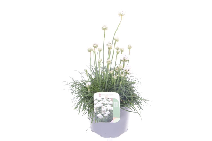 <h4>Armeria maritima Alba</h4>
