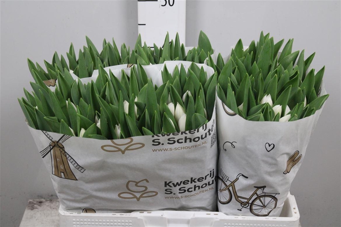 <h4>Tu En Royal Virgin</h4>