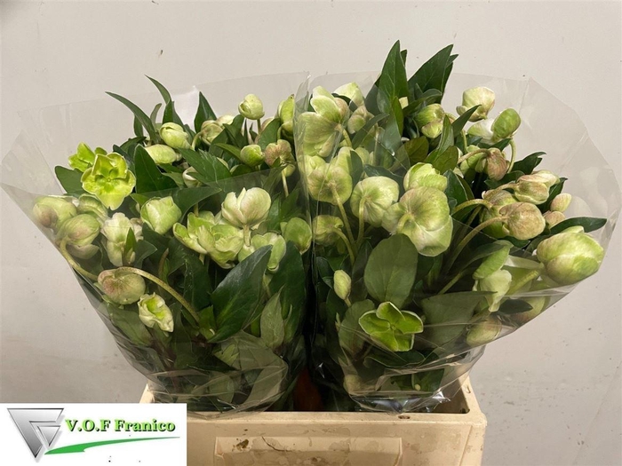 <h4>Hell Magnific Bells</h4>