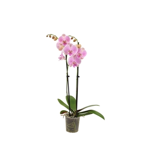 Phal Gentle Whistler 2T16+