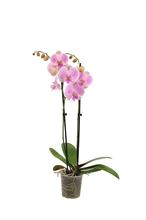 <h4>Phal Gentle Whistler 2T16+</h4>