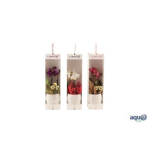 Lisa White Tiny Dolls Gemengd 2T10+ Aqu@ in Giftbox + kerstbal