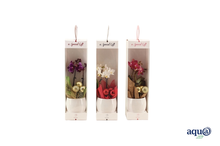 <h4>Lisa White Tiny Dolls Gemengd 2T10+ Aqu@ in Giftbox + kerstbal</h4>