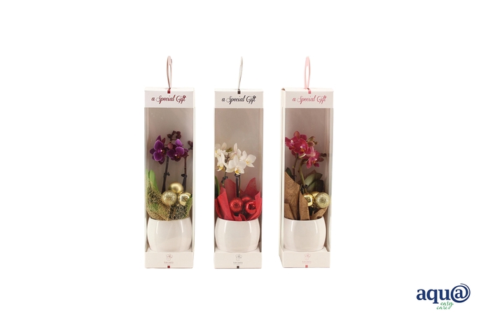 <h4>Lisa White Tiny Dolls Gemengd 2T10+ Aqu@ in Giftbox + kerstbal</h4>