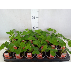Fragaria ananassa 'Ostara'