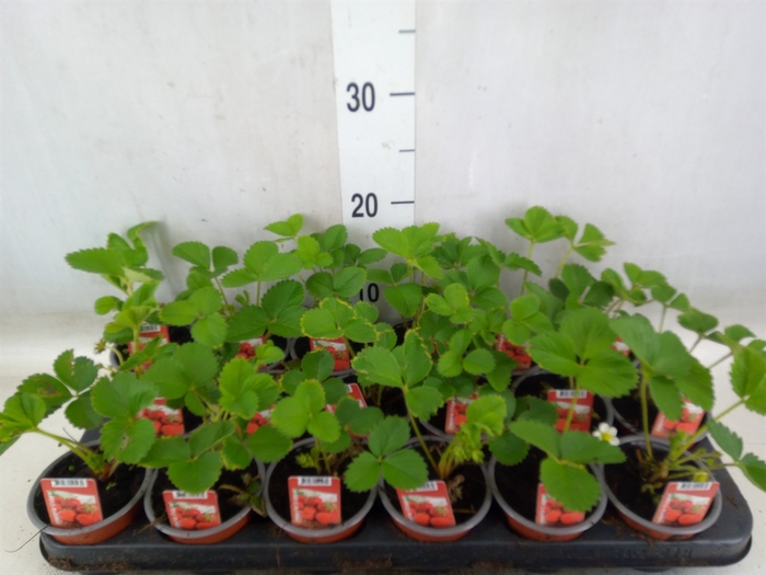 <h4>Fragaria ananassa 'Ostara'</h4>