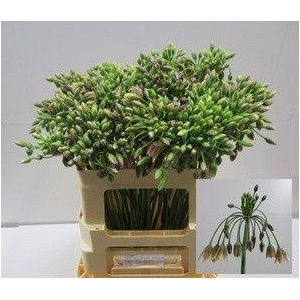 NECT SICULUM BULGAR