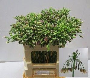 <h4>NECT SICULUM BULGAR</h4>