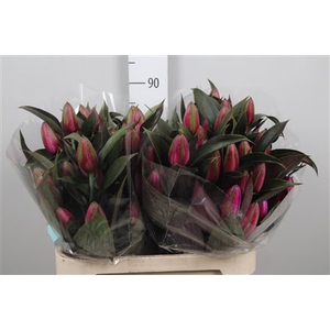Li Or Du Cerise