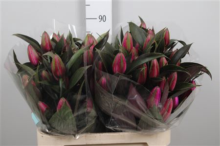 <h4>Li Or Du Cerise</h4>