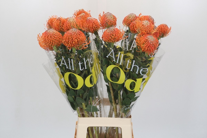 <h4>Nutans Ayoba Orange</h4>