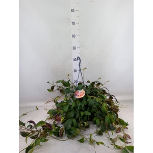 Aeschynanthus marmoratus