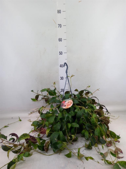 <h4>Aeschynanthus marmoratus</h4>