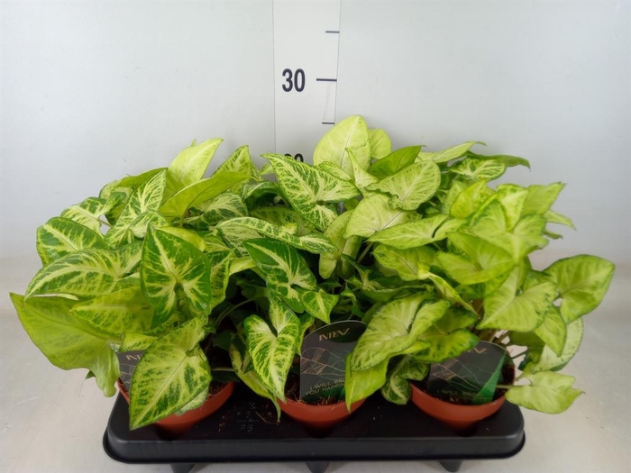 <h4>Syngonium  'Arrow'</h4>