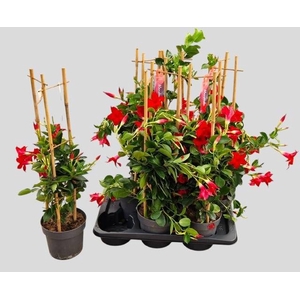 MANDE SUN RED