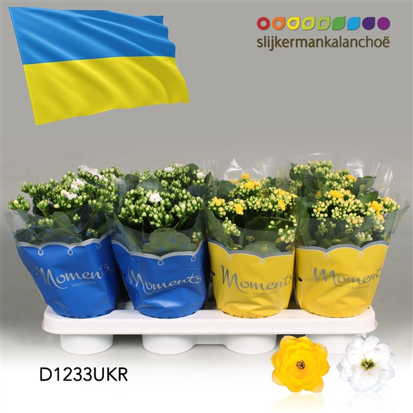 <h4>Kalanchoe Moments - Ukraine flag</h4>