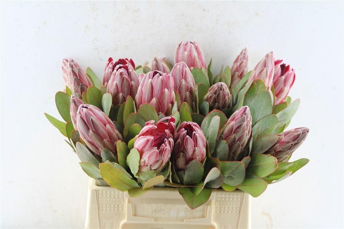 <h4>PROTEA SHARONET</h4>