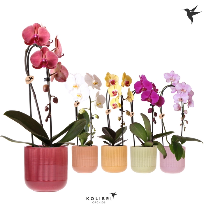 <h4>Kolibri Orchids Phalaenopsis Cascade Niagara Fall mix 1 spike in Flare pot mix</h4>