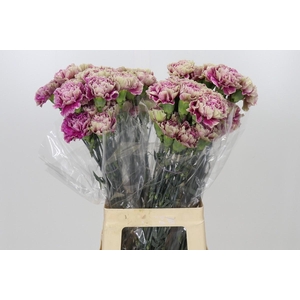 Dianthus St Antigua