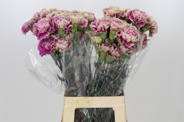 <h4>Dianthus St Antigua</h4>