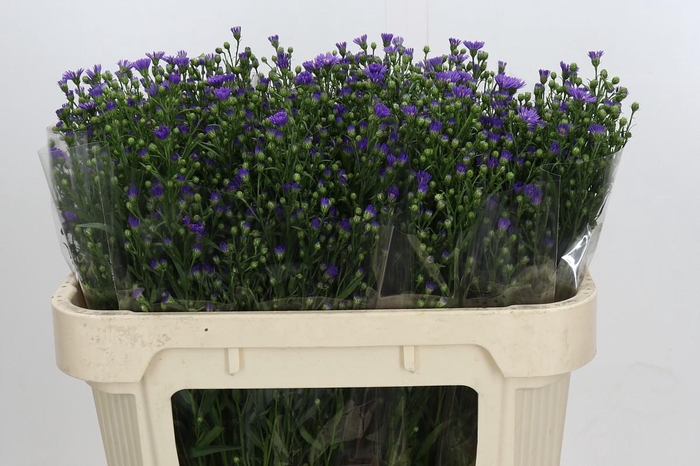 <h4>Aster Casamare</h4>